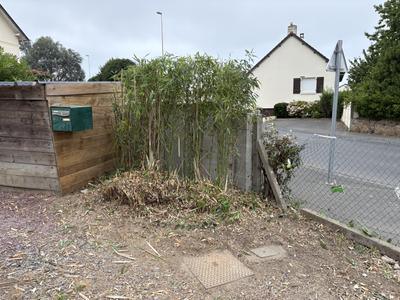 Massif de bambous restructuré et éclairci à l'angle du terrain, abords dégagés le long de la clôture